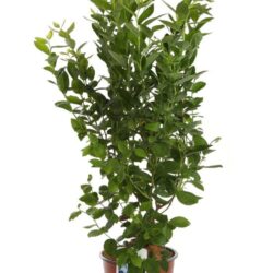vaccinium corymbosum alix blue mirtillo