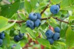 vaccinium corymbosum berkeley mirtillo 1