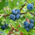 vaccinium corymbosum berkeley mirtillo 1