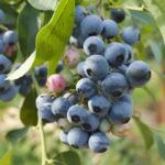 vaccinium corymbosum blue gold mirtillo 1