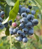 vaccinium corymbosum blue gold mirtillo 1