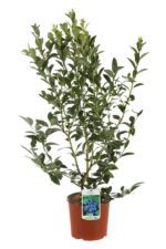 vaccinium corymbosum blue gold mirtillo