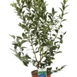 vaccinium corymbosum blue gold mirtillo