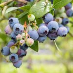 vaccinium corymbosum blue pearl mirtillo 1