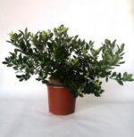 vaccinium corymbosum blue pearl mirtillo