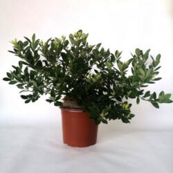vaccinium corymbosum blue pearl mirtillo