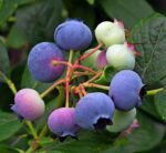 vaccinium corymbosum bluecrop mirtillo 1