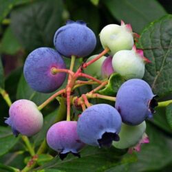 vaccinium corymbosum bluecrop mirtillo 1
