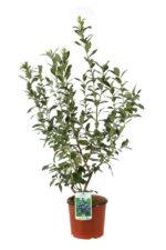 vaccinium corymbosum bluecrop mirtillo