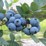 vaccinium corymbosum coville mirtillo 1
