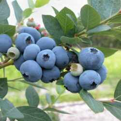 vaccinium corymbosum coville mirtillo 1