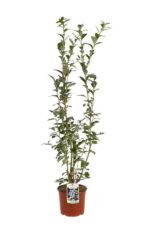 vaccinium corymbosum coville mirtillo