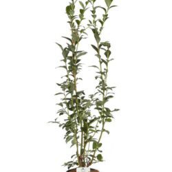 vaccinium corymbosum coville mirtillo