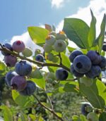 vaccinium corymbosum elizabeth mirtillo 1