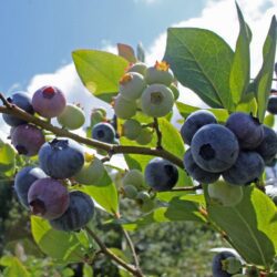 vaccinium corymbosum elizabeth mirtillo 1