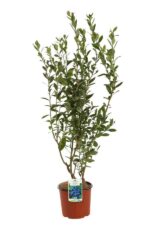 vaccinium corymbosum elizabeth mirtillo