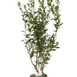 vaccinium corymbosum elizabeth mirtillo