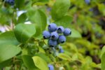 vaccinium corymbosum grover mirtillo 1
