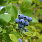 vaccinium corymbosum grover mirtillo 1
