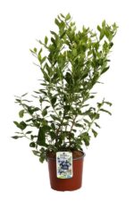 vaccinium corymbosum grover mirtillo
