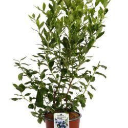 vaccinium corymbosum grover mirtillo