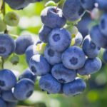 vaccinium corymbosum hardy blue mirtillo 1