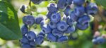 vaccinium corymbosum hardy blue mirtillo 1