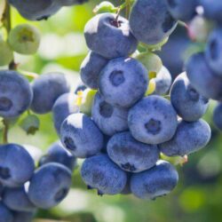 vaccinium corymbosum hardy blue mirtillo 1