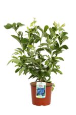 vaccinium corymbosum hardy blue mirtillo