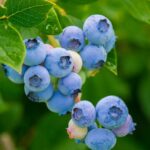 vaccinium corymbosum hermann ii mirtillo 1