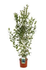 vaccinium corymbosum hermann ii mirtillo