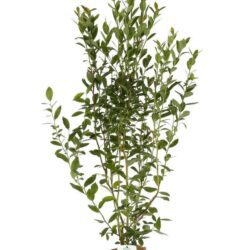 vaccinium corymbosum hermann ii mirtillo