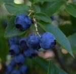 vaccinium corymbosum ivanhoe mirtillo 1