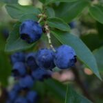 vaccinium corymbosum ivanhoe mirtillo 1