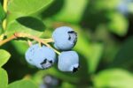 vaccinium corymbosum legacy mirtillo 1