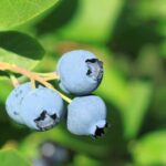 vaccinium corymbosum legacy mirtillo 1