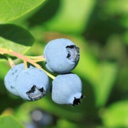vaccinium corymbosum legacy mirtillo 1