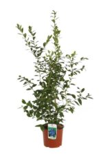 vaccinium corymbosum legacy mirtillo