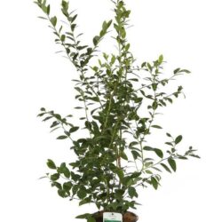 vaccinium corymbosum legacy mirtillo