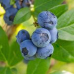 vaccinium corymbosum spartan mirtillo 1