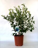 vaccinium corymbosum spartan mirtillo
