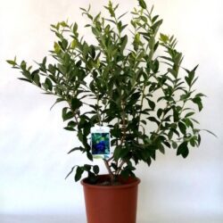 vaccinium corymbosum spartan mirtillo