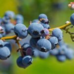 vaccinium corymbosum top hat mirtillo 1