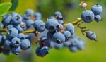 vaccinium corymbosum top hat mirtillo 1