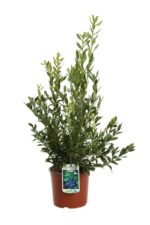 vaccinium corymbosum top hat mirtillo