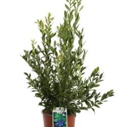 vaccinium corymbosum top hat mirtillo