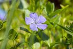 vinca major variegata 2
