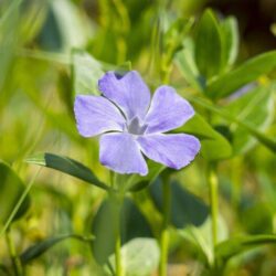 vinca major variegata 2