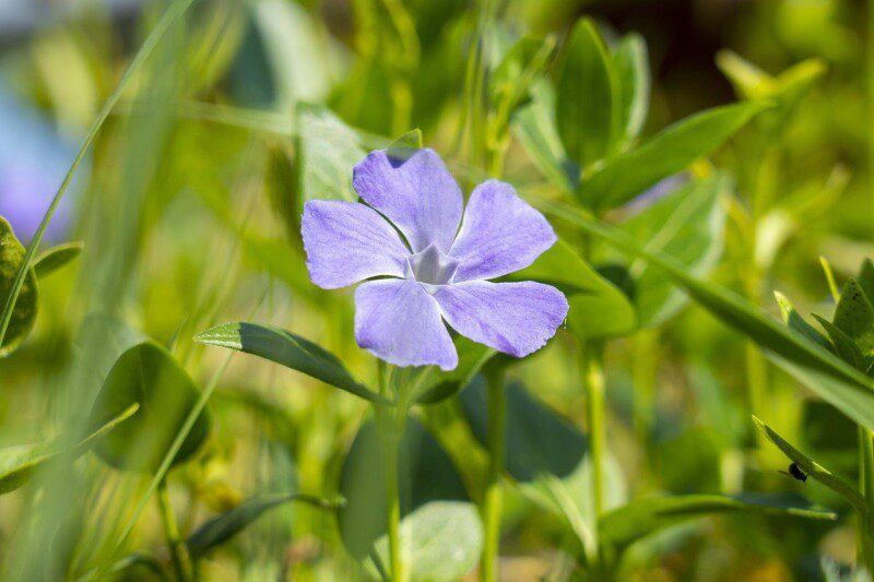vinca major variegata 2
