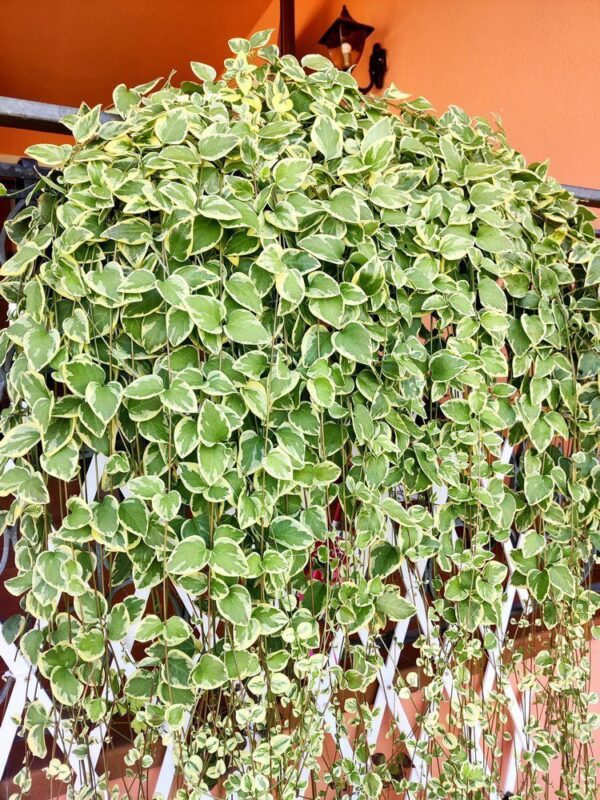 vinca major variegata